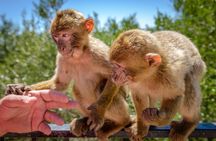 Gibraltar Skywalk & Bridge tour and Much More 3.30hrs