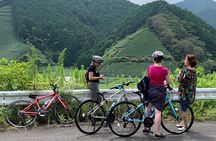Guided Bike Tour to a Green Tea Farm in Shizuoka (not e-bikes)