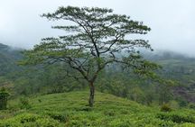 Knuckles Leopard trail Trek from Kandy