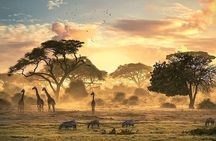 Ngorongoro Adventures in a day