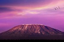 Day Hike to Mount Kilimanjaro (Mandara Hut)