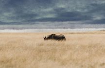 Private Day Trip to Ngorongoro Crater