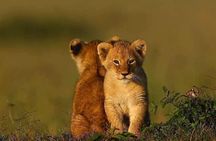 2 days Mid Range Safari in Ngorongoro and Tarangire Big 5 Parks