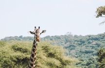2 days Mid Range Safari in Ngorongoro and Tarangire Big 5 Parks