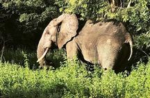 3 Days Sunrise Elephant Safari-Mole Park with -Round Trip Flight 