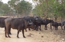 5 Days Explore Selous Game Reserve