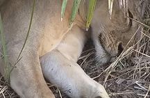 5 Days Explore Selous Game Reserve
