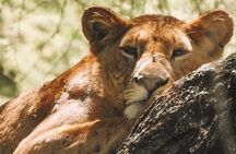 Private Day Trip to Ngorongoro Crater