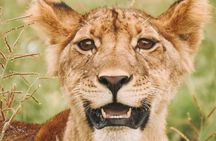 2 days Mid Range Safari in Ngorongoro and Tarangire Big 5 Parks