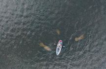Clear Kayak Tour of Tarpon Springs | Manatee Season