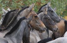 Carthusian Stud private – Yeguada de la Cartuja