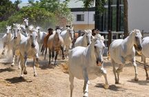 Carthusian Stud private – Yeguada de la Cartuja