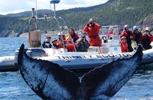 2 Hour Ocean Safari on Zodiac Boat