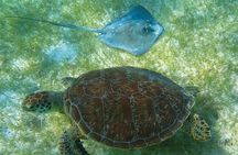 Tortugas & Cenotes Snorkel With Turtles Tour