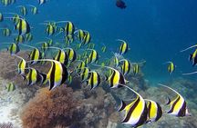 Experience the Magic of Mnemba: Half-Day Dolphin & Snorkeling