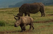 6 Days Maasai Mara - Nakuru - Amboseli budget group safari.