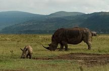 6 Days Maasai Mara - Nakuru - Amboseli budget group safari.