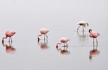2 Days Amboseli Getaway Trip