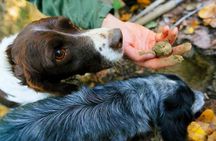 Luck and Patience: truffle hunting in Tuscany