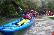 Mangrove Kayaking Adventure in Singapore