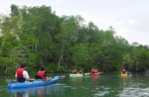 Mangrove Kayaking Adventure in Singapore