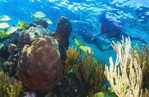Puerto Morelos Reef Snorkeling Tour with Lunch & Hotel Pickup