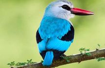 3 Days Nyungwe Natural forest tour in Rwanda