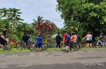 'Discover' Rarotonga Cycling Tour with Lunch