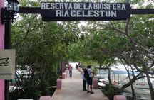 Celestun Biosphere Reserve Tour from Merida