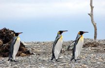 King Penguin Nature Reserve - Tierra del Fuego Island