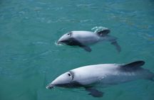 Sailing and Wildlife Tour Akaroa Fox II Sailing