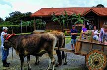 3-in-1 Monteverde Cloud Forest Coffee, Chocolate and Sugar Cane Tour