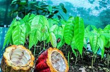 3-in-1 Monteverde Cloud Forest Coffee, Chocolate and Sugar Cane Tour