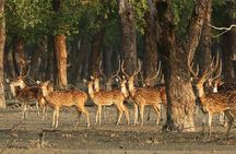 Dive deep into the wild wonders of Sundarban.