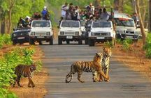 Sariska Tiger Reserve Safari tour from Jaipur