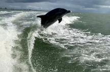 Dolphin Tours - Fort Myers Beach / Naples