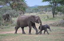 4-Day Serengeti, Olduvai Gorge and Ngorongoro Safari from Mwanza to Arusha