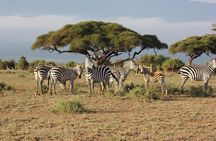 04 Nights 05 Days Camping Safari