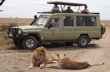 4-Day Serengeti, Olduvai Gorge and Ngorongoro Safari from Mwanza to Arusha