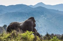 3 Days Mountain Gorilla trekking safari - Volcanoes NP 