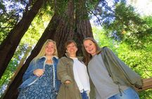 Half-Day Private Tour of Muir Woods & Sausalito from San Francisco
