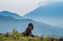3 Days Mountain Gorilla trekking safari - Volcanoes NP 