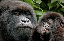 3 Days Mountain Gorilla trekking safari - Volcanoes NP 