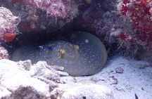 TRY SCUBA (non diver)