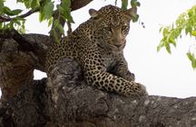 3 Days Mikumi & Udzungwa National Park + masai culture