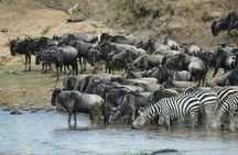 5 Days Highlights of Kenya