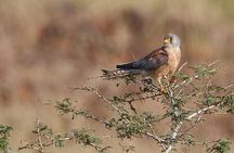 Private Tour: Full-Day Bird Safari Excursion to Bhigwan from Pune
