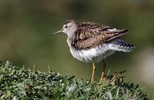 Private Tour: Full-Day Bird Safari Excursion to Bhigwan from Pune