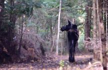 4-Day Canadian Camping Road Trip ("Moose On The Loose")