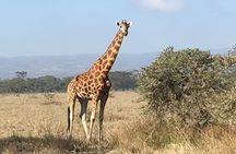 7 Days Adventurous Maasai Mara – Naivasha – Nakuru – Amboseli